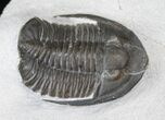 Very Large Cornuproetus Trilobite #13883-2